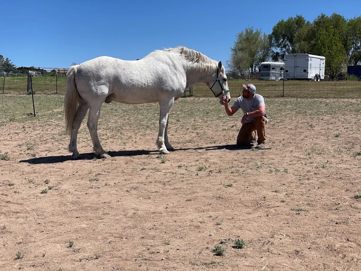 A man working with a horse during equine therapy