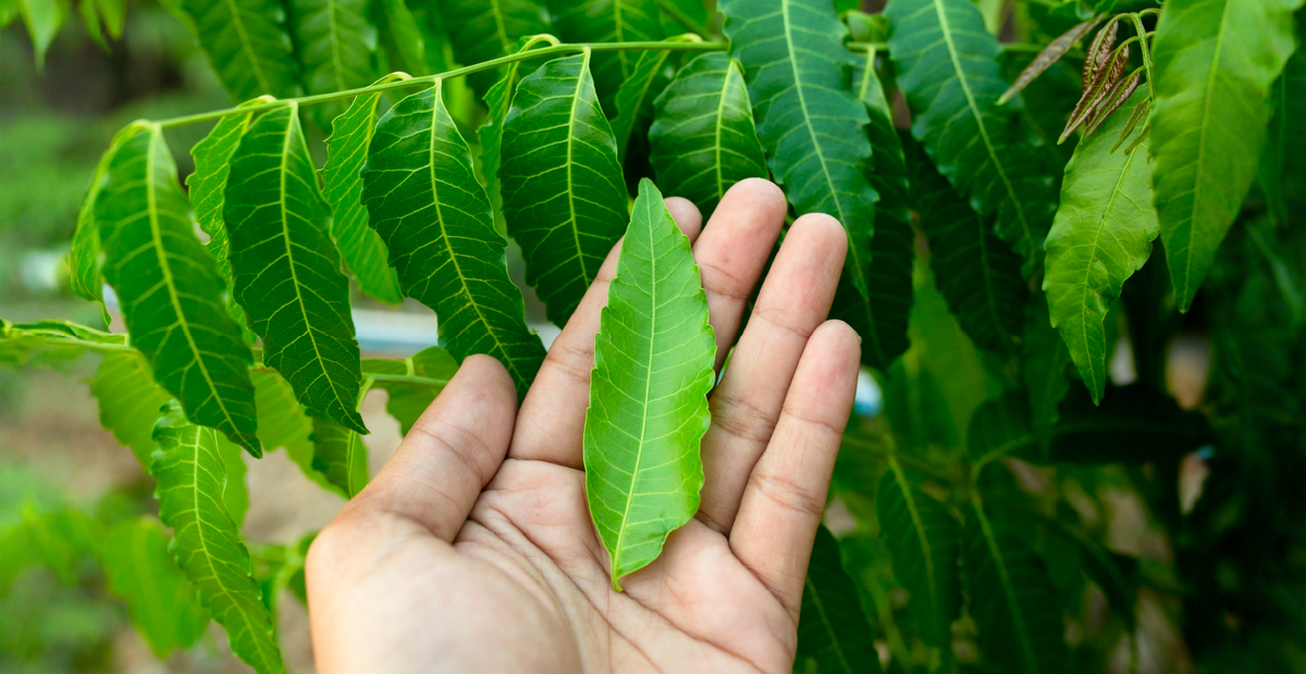 Kratom Withdrawal vs. Opioid Withdrawal- What’s the Difference_