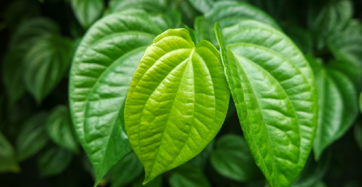 Why Kratom Is No Longer “Natural”